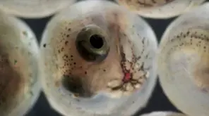 Fish Egg Hatched Through a Swan!