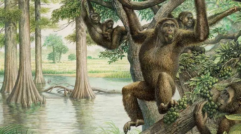 Human evolution redefined by findings of the 10 million years old fossil of Rudapithecus