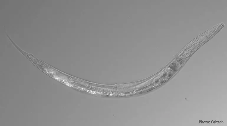 Caltech professor Paul Stemberg finds three sexes worms in California Mono lake
