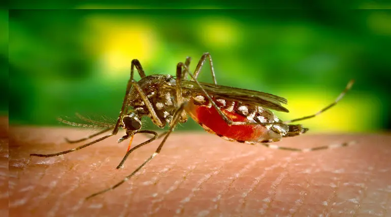 Tamil Nadu Counts 3900 People with Dengue including Children.