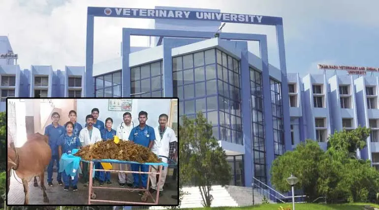Veterinarians made 52 kg of plastics out of a cow