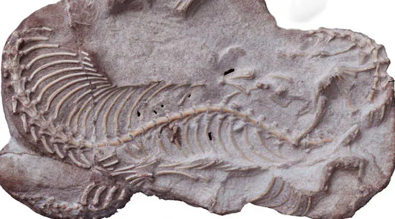 Preserved Najash Snake Skull Reveals Evolution of Snakes
