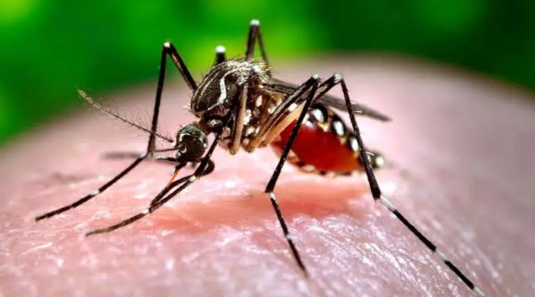 Malaria Carrying Mosquitoes  Becoming Resistant to Insecticides