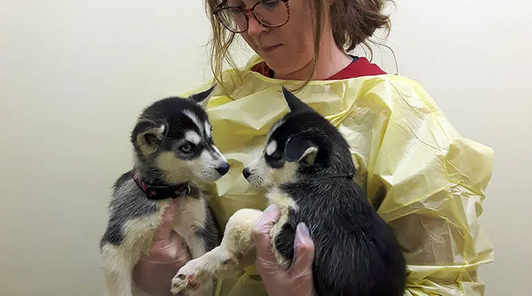 B.C. SPCA Received 17 Husky Puppies As Christmas Gift