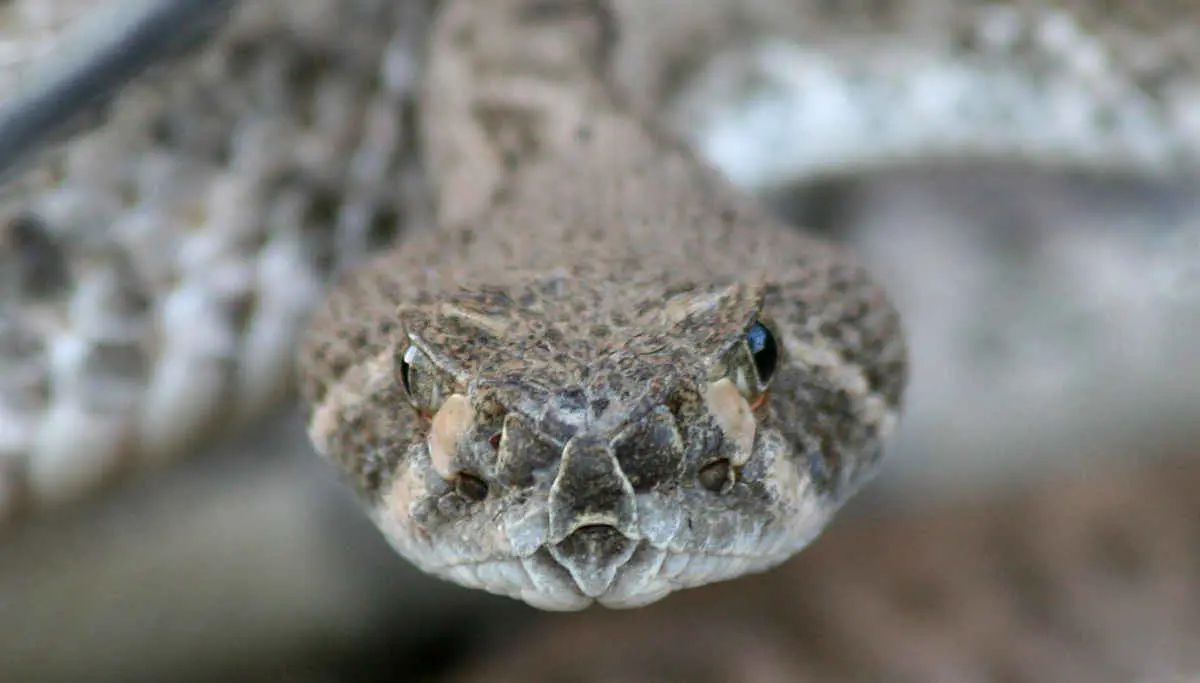Scientist says, we are close to produce painkillers from Rattlesnake Venom