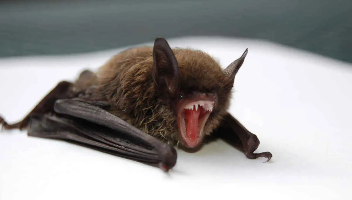 Bats are Immune to Most of the Virus like Coronavirus and they Possibly Spread