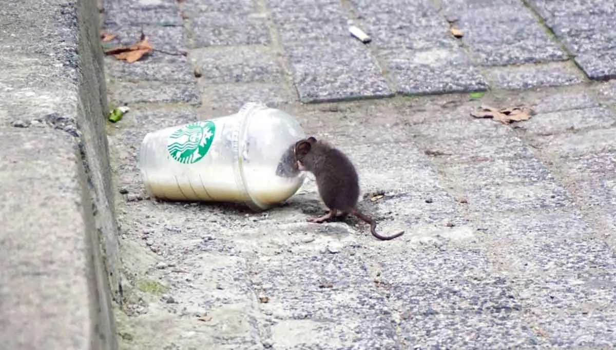 Hanta trails Corona? Where is the world landing towards?