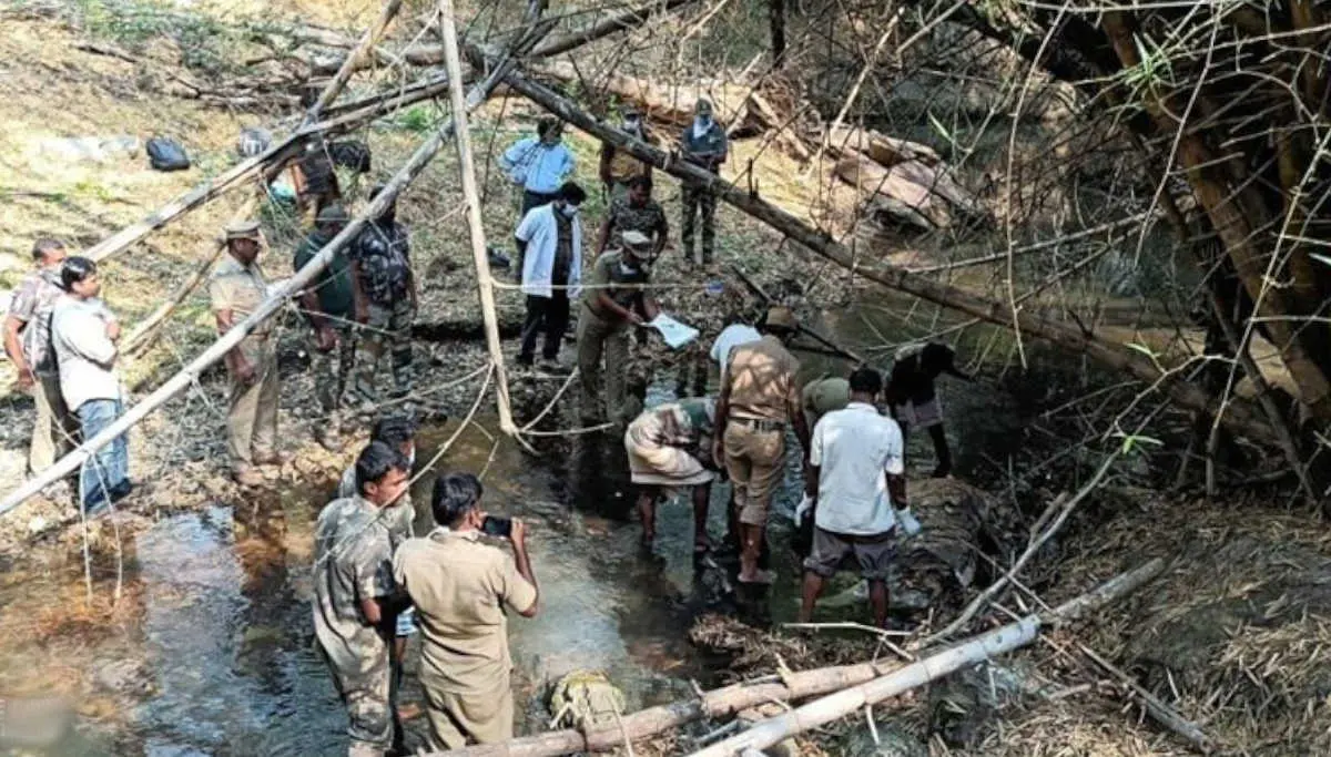 Tiger Carcass Found in Mudumalai Tiger Reserve