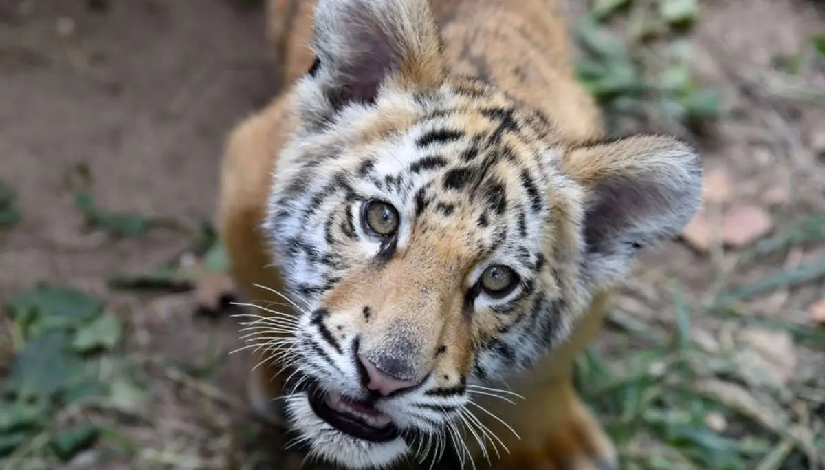 How CoVid-19 Affected a Malayan Tiger at Bronx Zoo in New York?