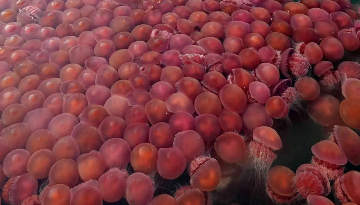 A Large Number of Pink Jellyfish Spotted in Philippines Waters Due to Coronavirus