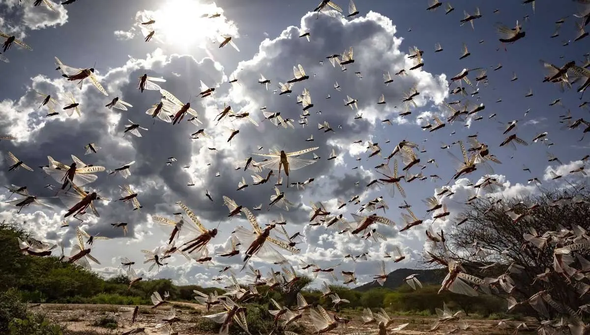 Desert Locust will not ruin Tamil Nadu farms - Coimbatore Agriculture University Insect Department