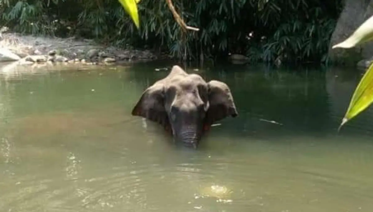 Pregnant Elephant died Horribly After Eating Fruit Filled with Crackers in Kerala