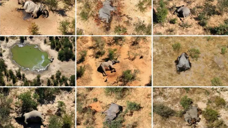 Reason found for 350 elephant deaths in Botswana - Cyanobacterial toxins in water