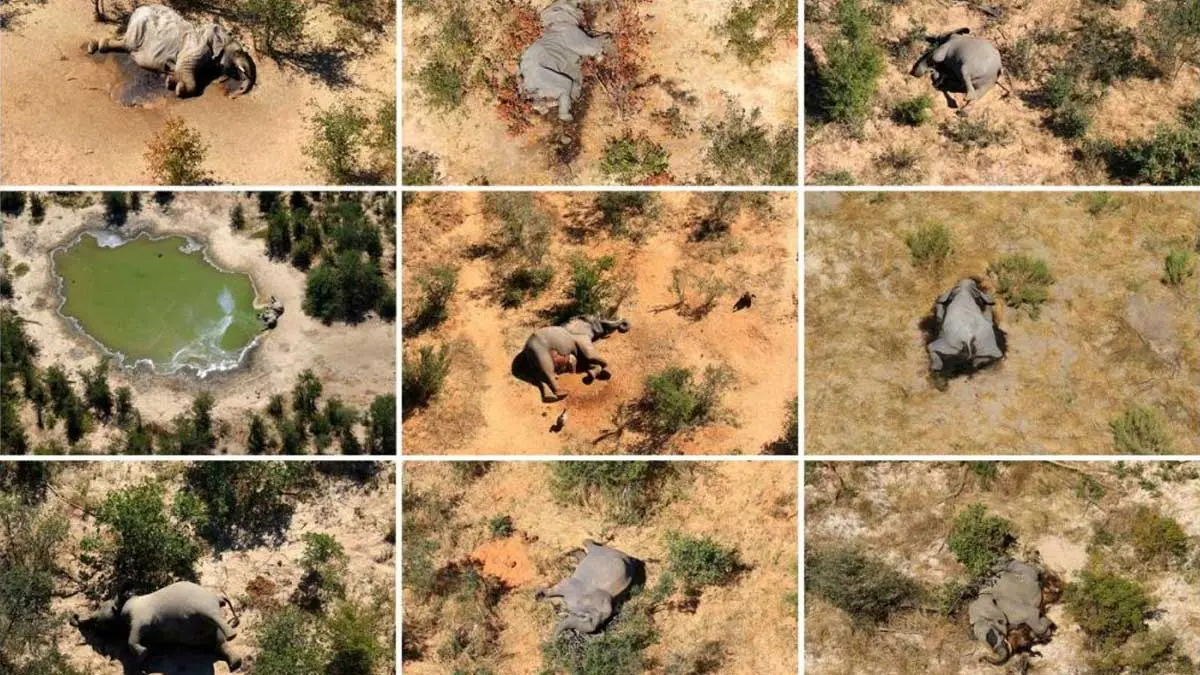 Reason found for 350 elephant deaths in Botswana - Cyanobacterial toxins in water