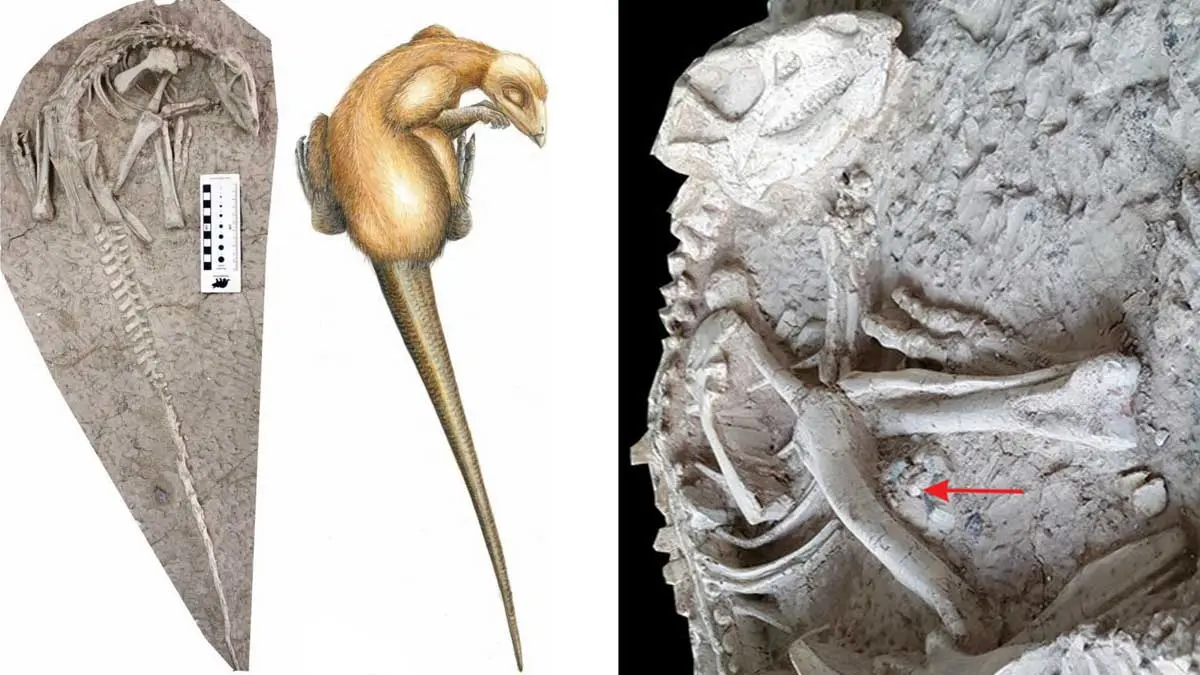 125 Million Year Old Dinosaur buried in China Liaoning province