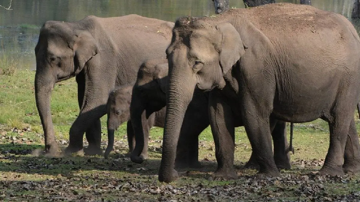 Elephant is chased by the crowd Video