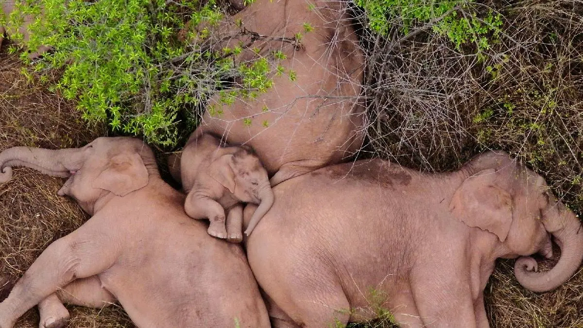 Migratory Elephants China: Most Talked 500 km Journey Of Elephant Herd