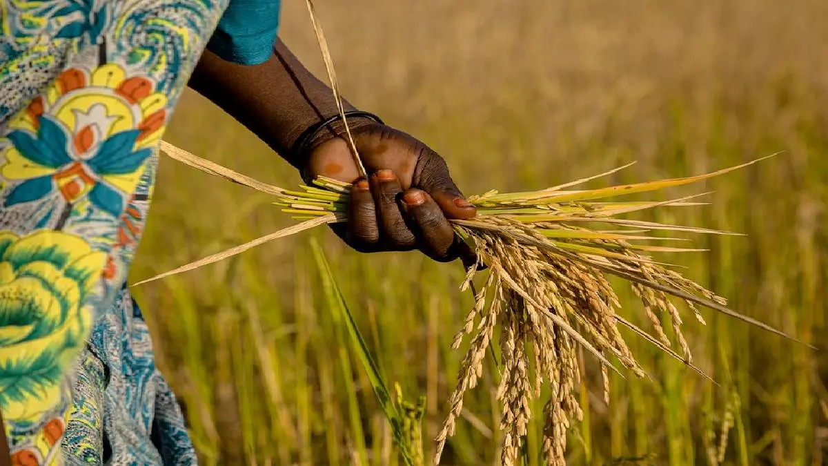 TN Budget 2021: Minister Panneerselvam Announced TN Agriculture Budget