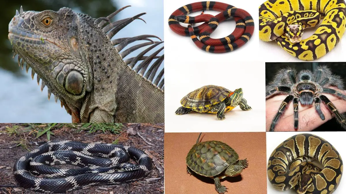 Why Exotic Pets Needs Legal Registration To Have Them Home?