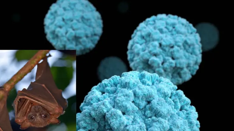 Nipah Virus Kerala: Death Of 12 Year Boy Due To Nipah Virus In Kerala