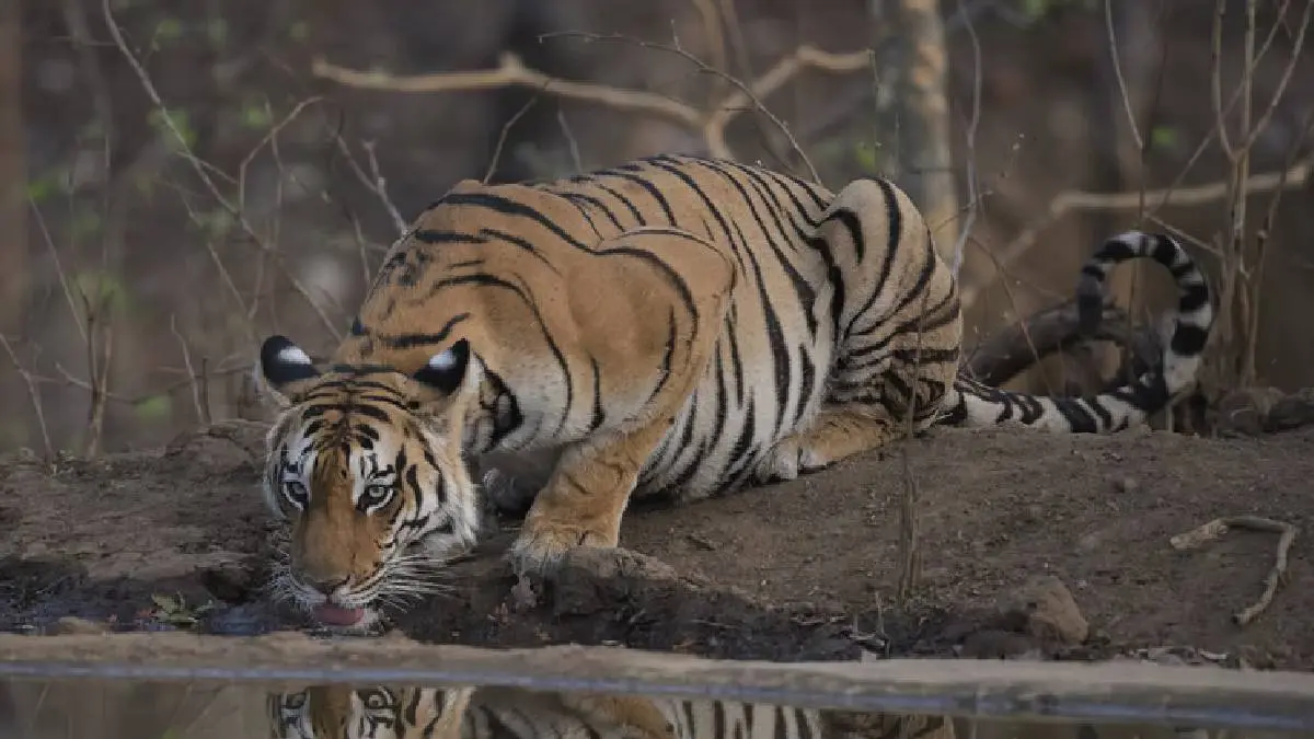 Masinagudi Tiger Attack: High Court Ordered To Capture T23 Tiger Alive