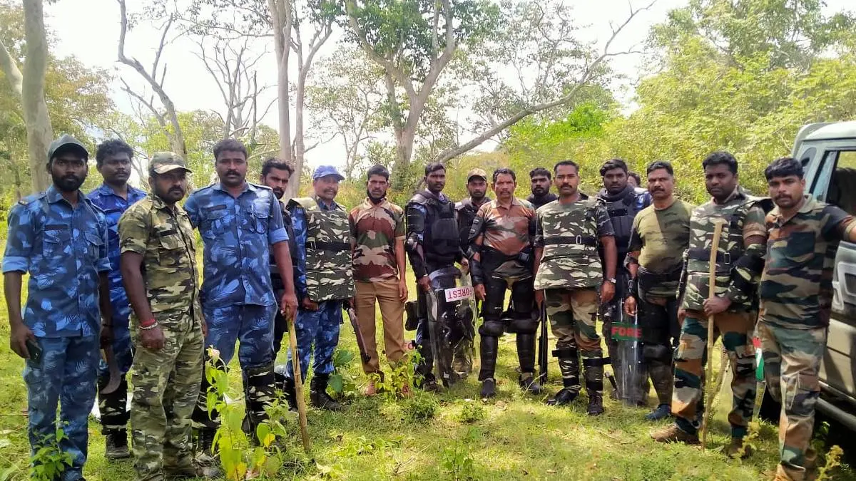 Masinagudi Tiger Attack: Man-Eater That Killed 4 Humans Is Spotted