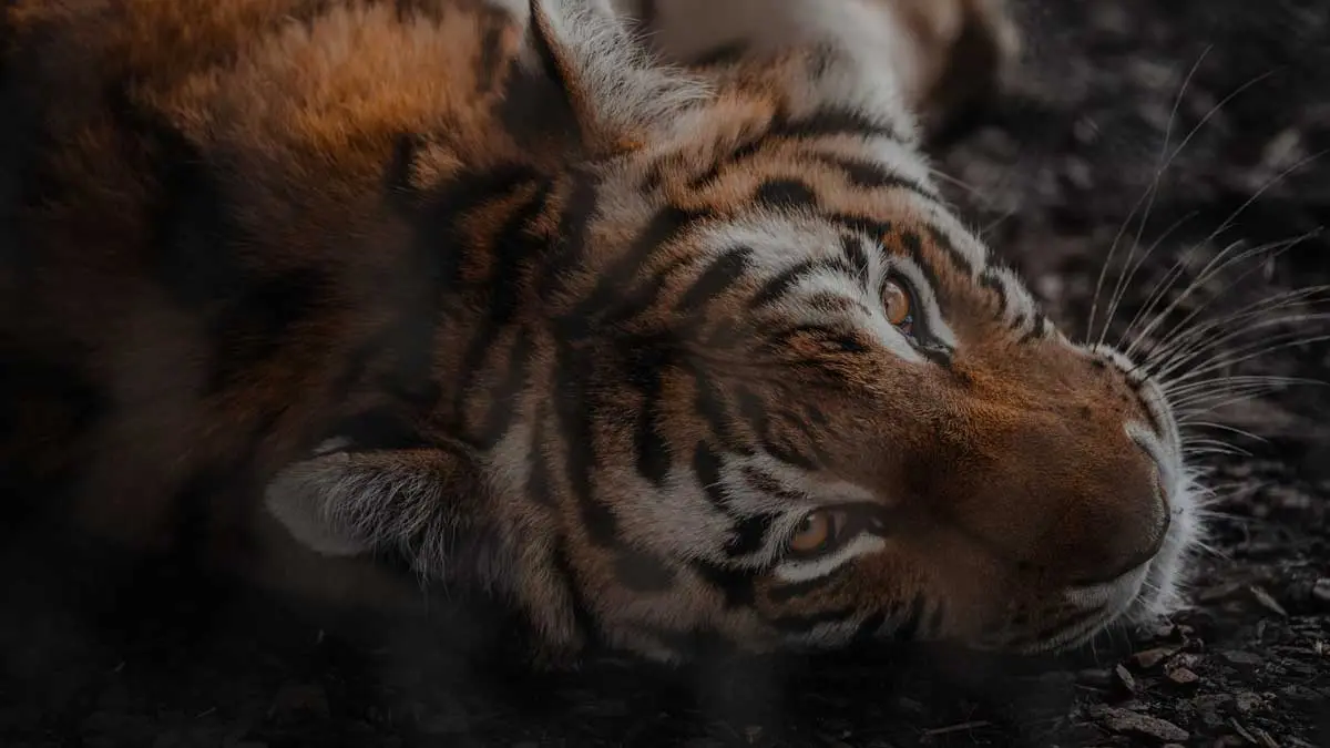 Masinagudi Tiger Attack: T23 Tiger Which killed 4 Humans Captured