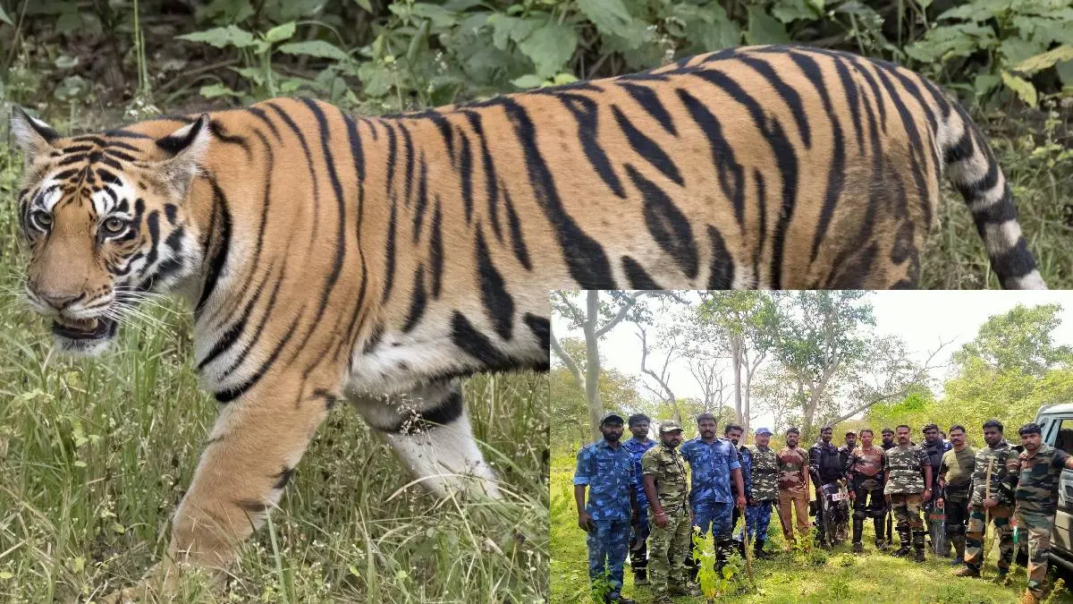 Masinagudi Tiger Attack: Hound, Kumki Are Brought To Locate Man-eater