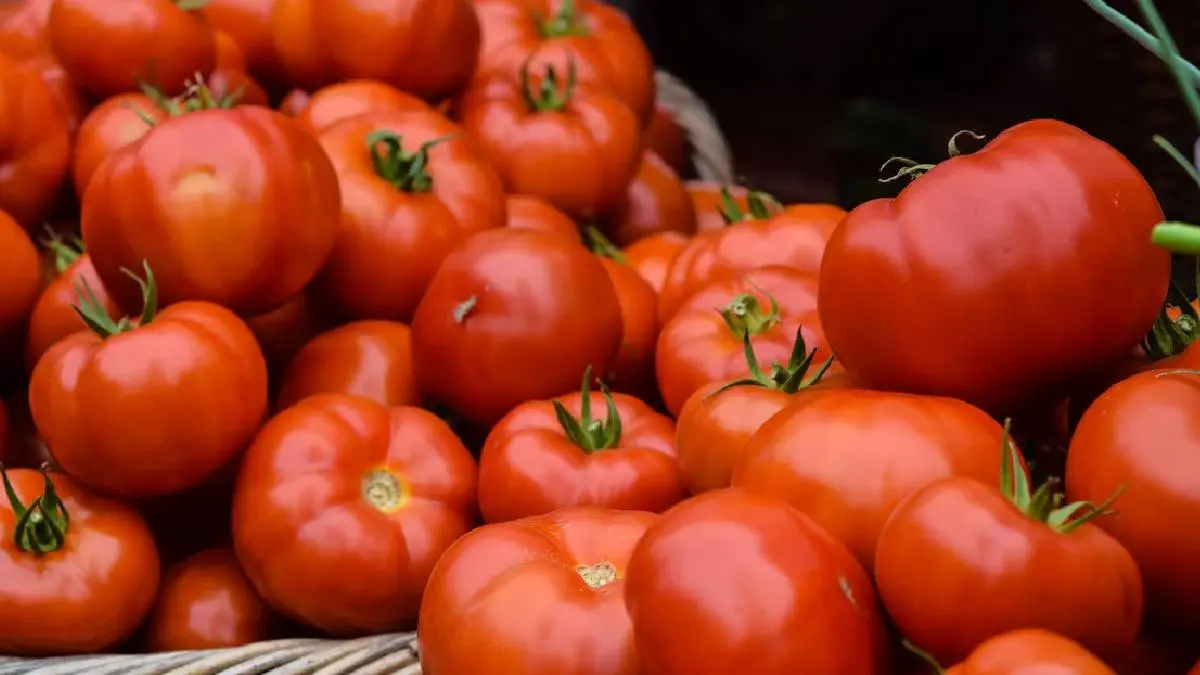 Tomato Memes Are Trending On Social Media With Its Increasing Price