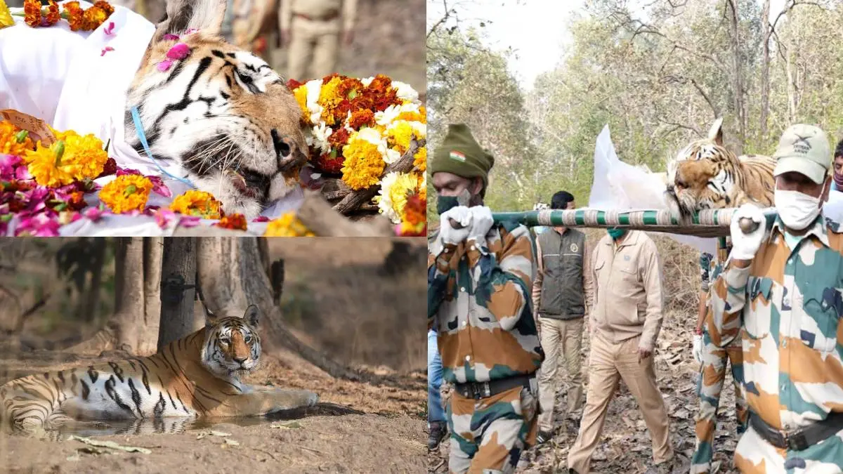 Pench Queen Collarwali Funeral Photos Going Viral With Respect