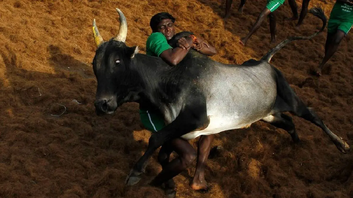 Jallikkattu competition will be shifted to January 17 in Madurai