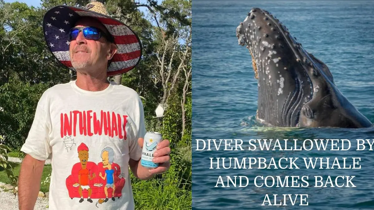 Diver Tale: Michael Packard Swallowed By Humpback Whale Comes Alive