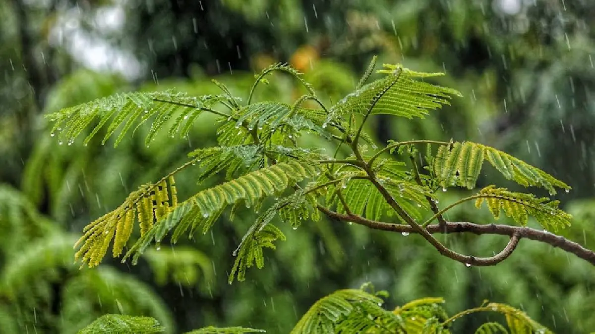 TN Weather Report: Heavy Rain 16 districts Including Coimbatore