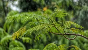 TN Weather Report: Heavy Rain 16 districts Including Coimbatore
