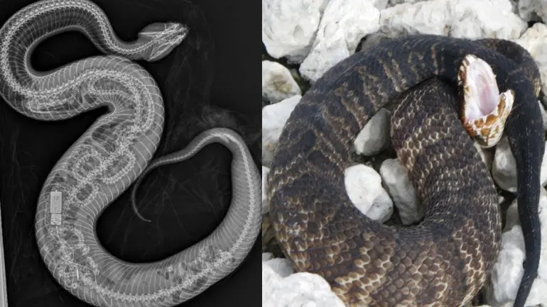 Florida Native Snake Cottonmouth Swallowed Python With Transmitter