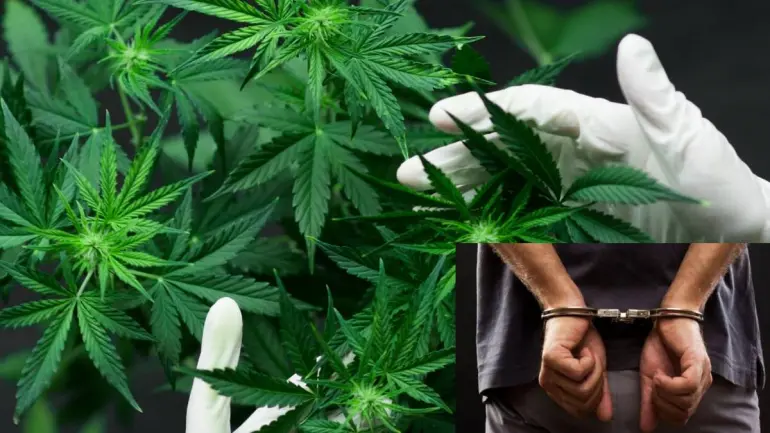 Coimbatore: Young Man Arrested For Growing cannabis In His House