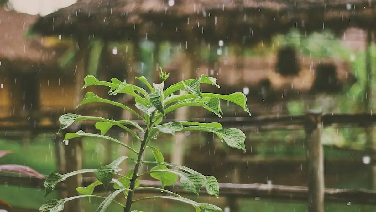 TN Weather Report September 1: Possibility Of Heavy Rain With Thunder