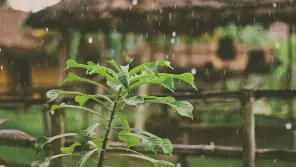 TN Weather Report September 1: Possibility Of Heavy Rain With Thunder