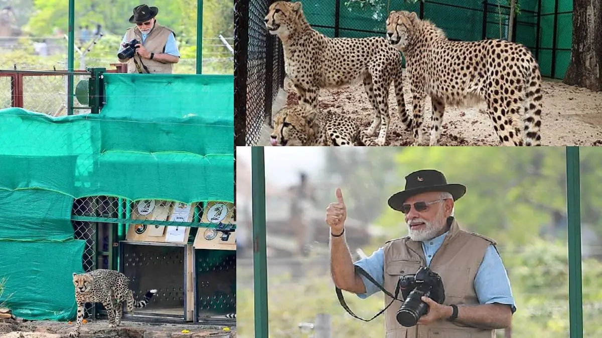PM Modi Released Eight cheetahs From Namibia at Kuno National Park