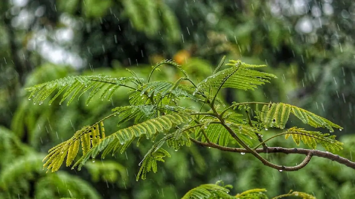 Tamil Nadu Weather Report: Heavy To Moderate Rain in 23 Districts