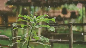 Tamil Nadu Weather Report: Red Alert For Three Districts