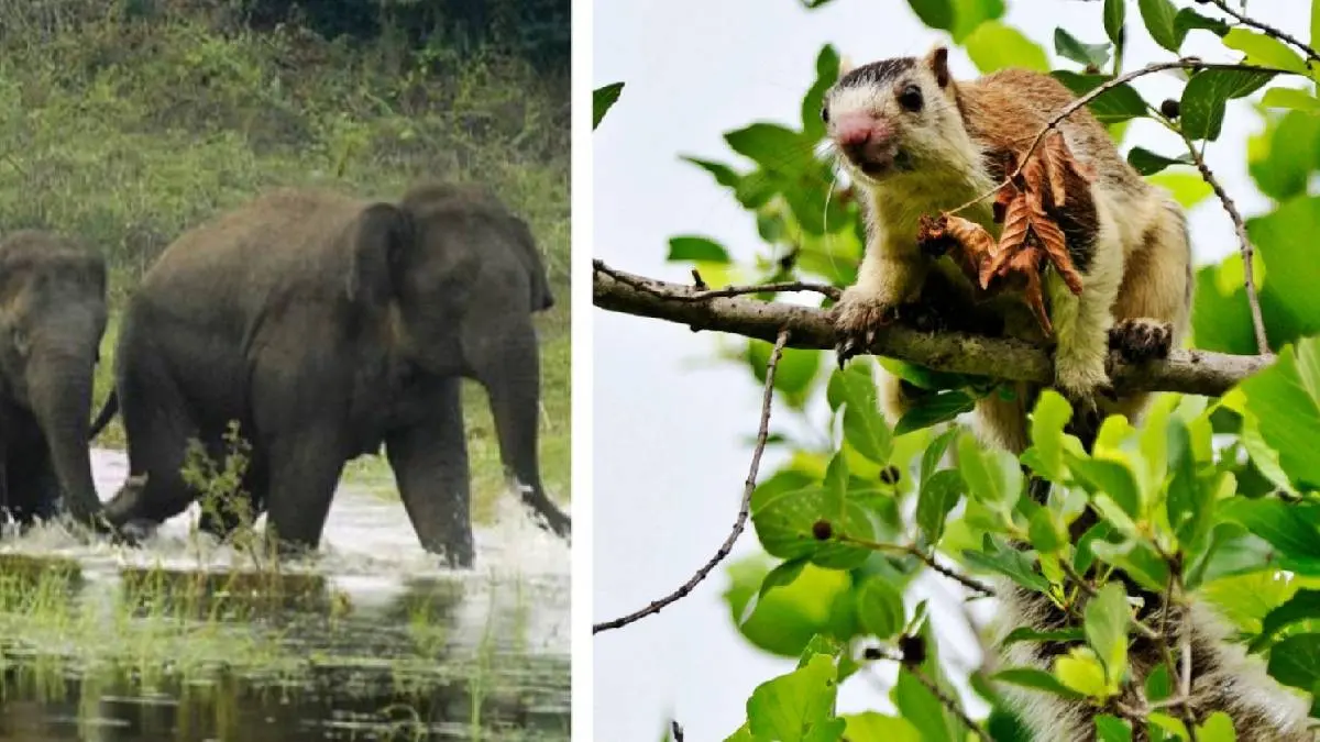CM Stalin Announced Cauvery South Sanctuary As 17th Wildlife Sanctuary