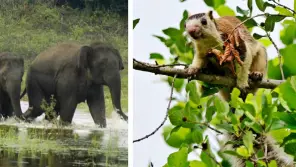 CM Stalin Announced Cauvery South Sanctuary As 17th Wildlife Sanctuary