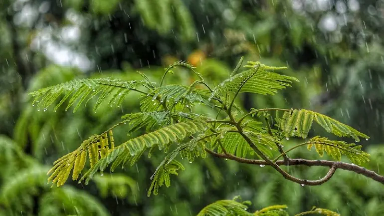 Tamil Nadu Weather Report: Heavy Rain In 33 Districts Today