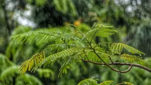 Tamil Nadu Weather Report: Heavy Rain In 33 Districts Today