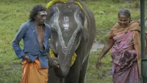 The Elephant Whisperers (2022) High Support After Shortlisted To Oscar