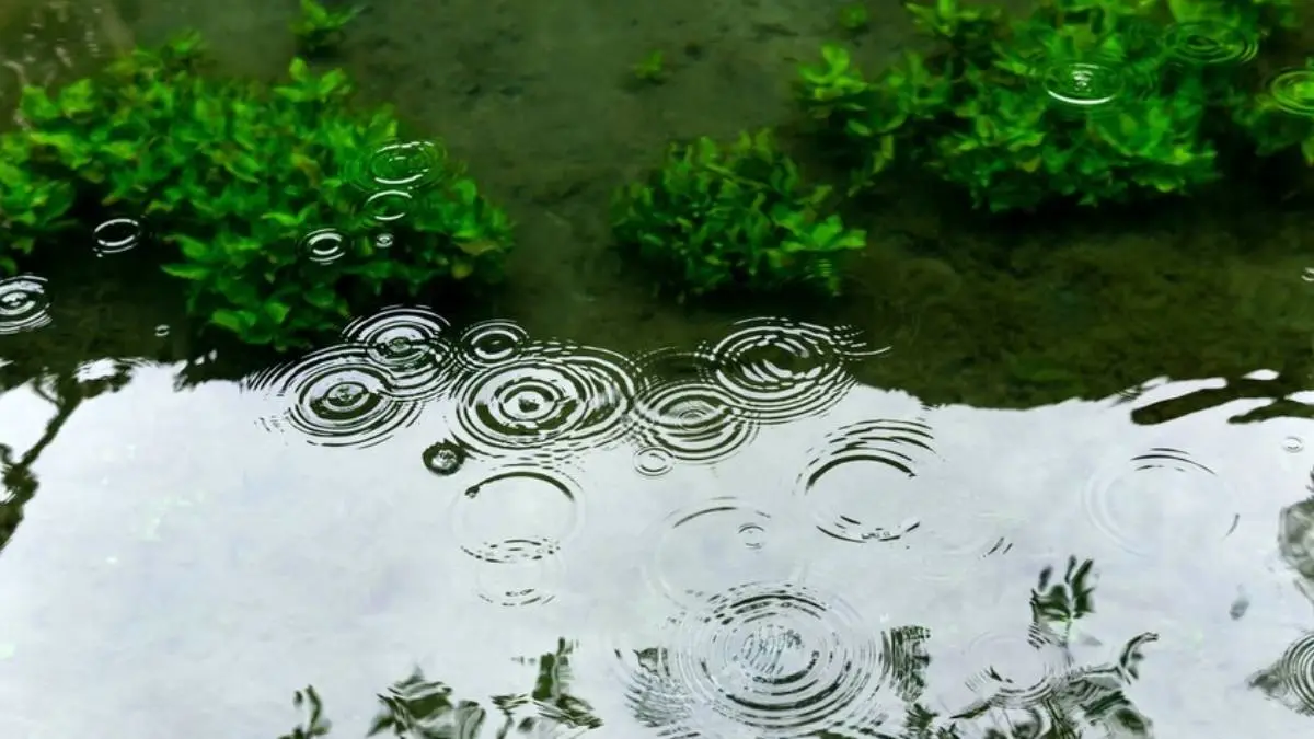 Tamil Nadu Weather: Chennai And Coimbatore Will Receive Rain Today