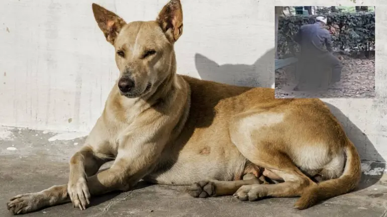 Man Raped Female Dog At Delhi Video Gone Viral