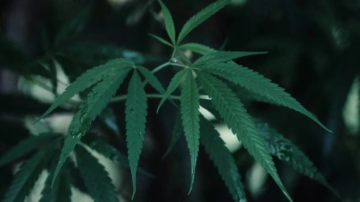 Strict Action Against Police For Ignorance In Drug Supply