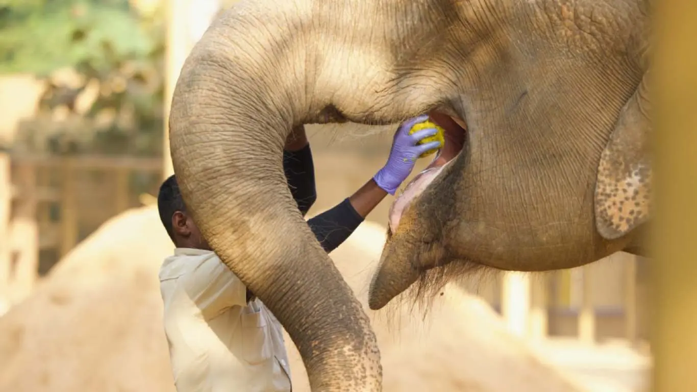 Relaince Unveils Anant Ambani Lead Vandara To Rescue Animals In India
